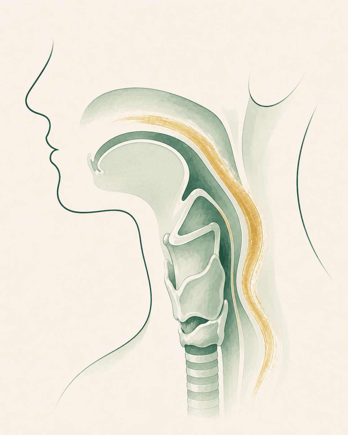 Illustration of the throat and swallowing anatomy