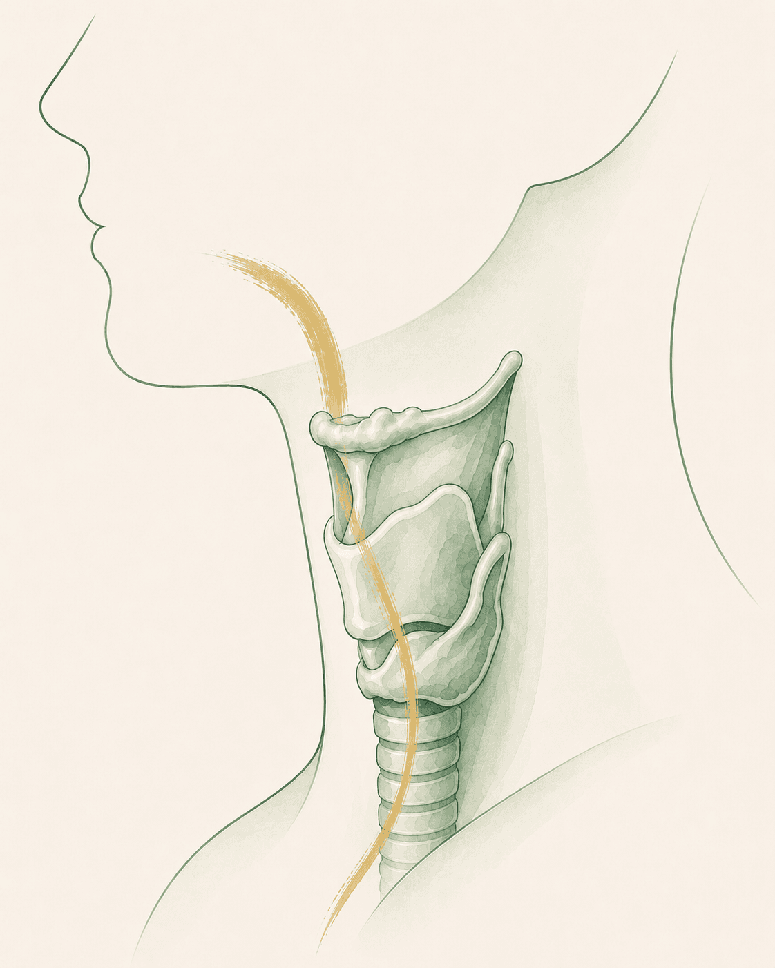 Illustration of the voice box and larynx